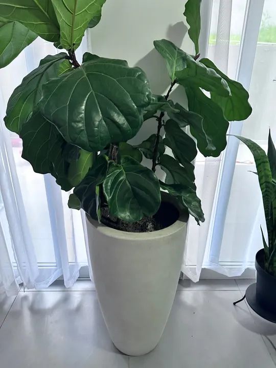 Plantas em vaso - Foto 3