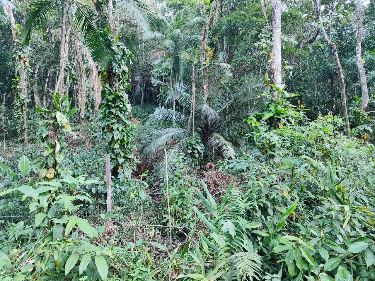 Foto - Ubatuba - Ipiranguinha