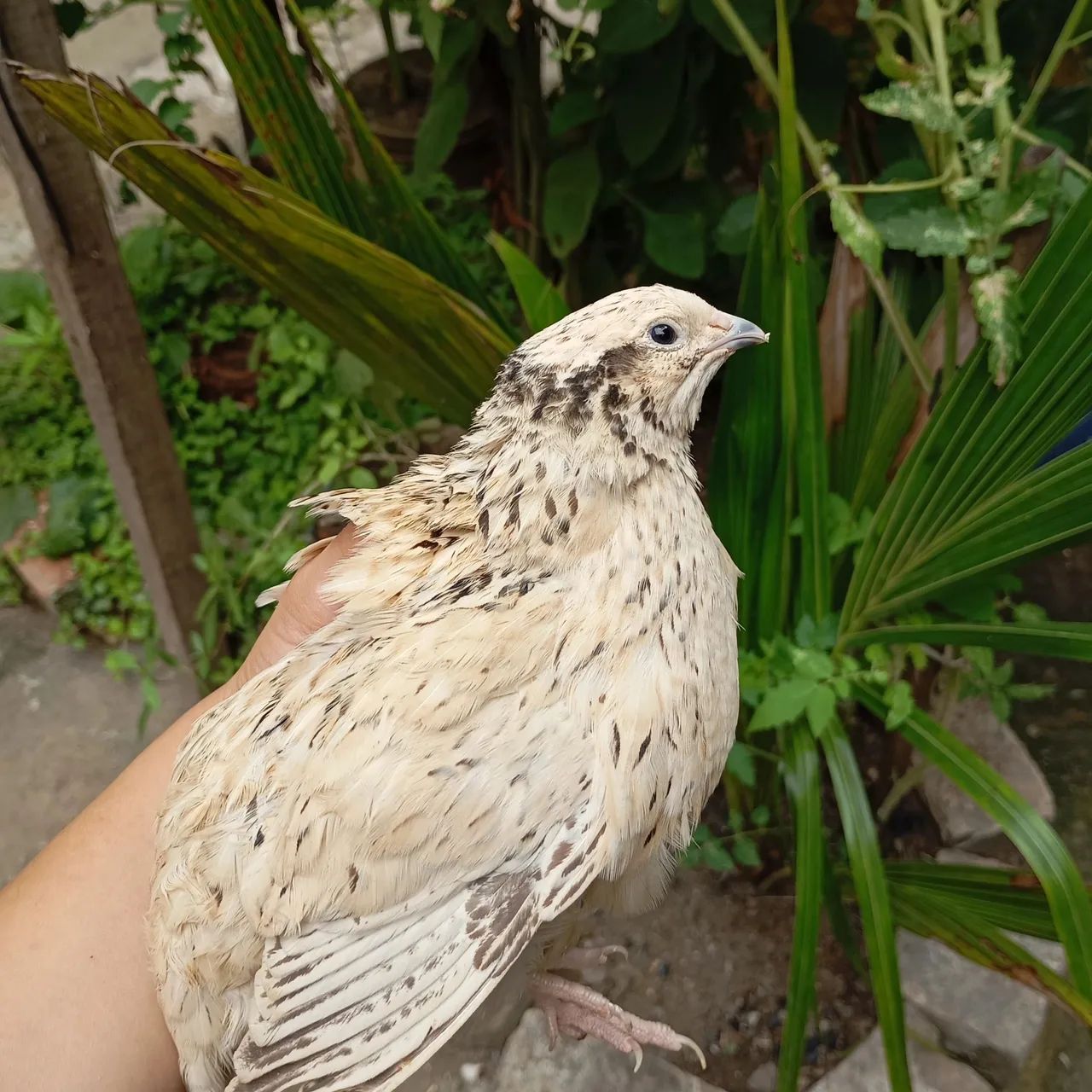 Codornas gigantes  - Foto 2