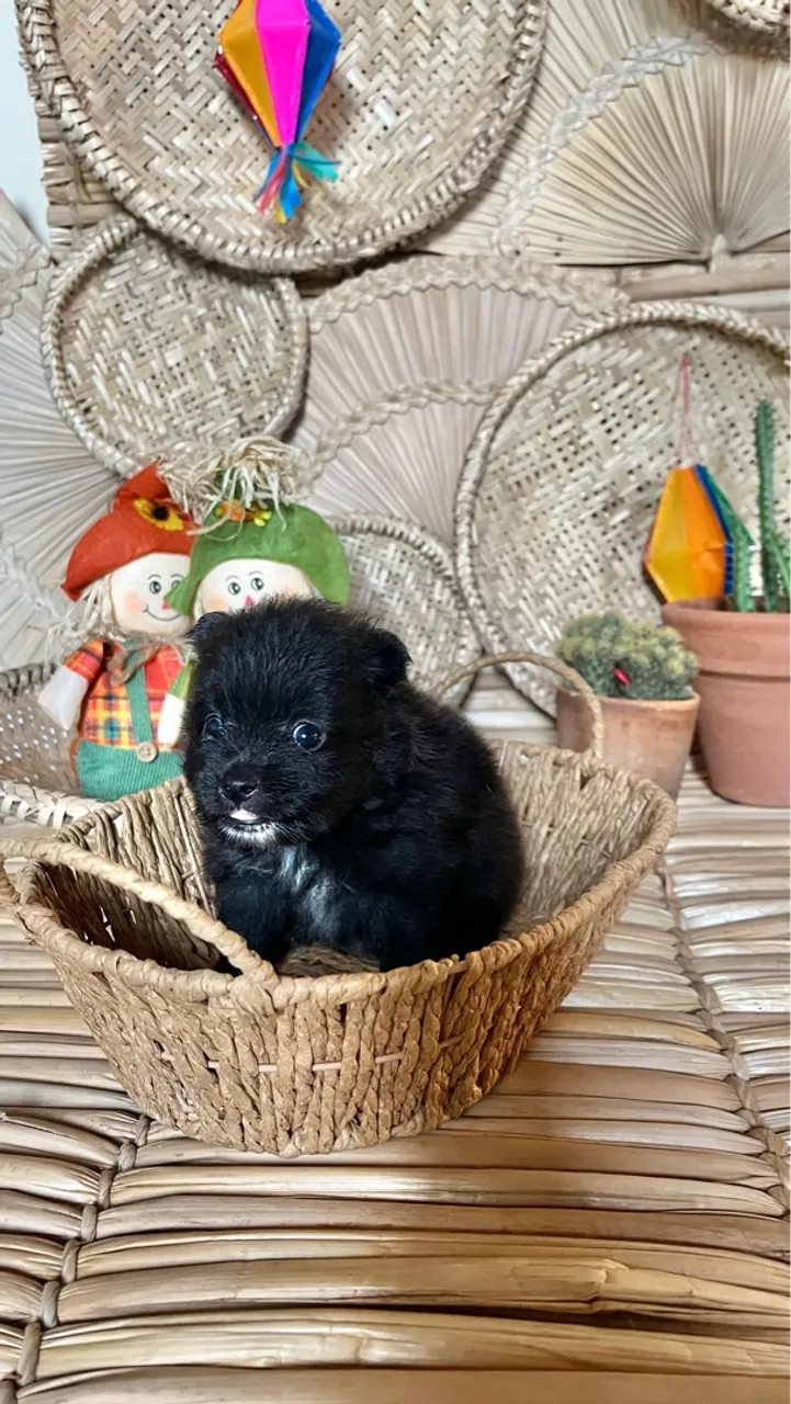 Spitz Alemão Filhotes - Uma fofura!