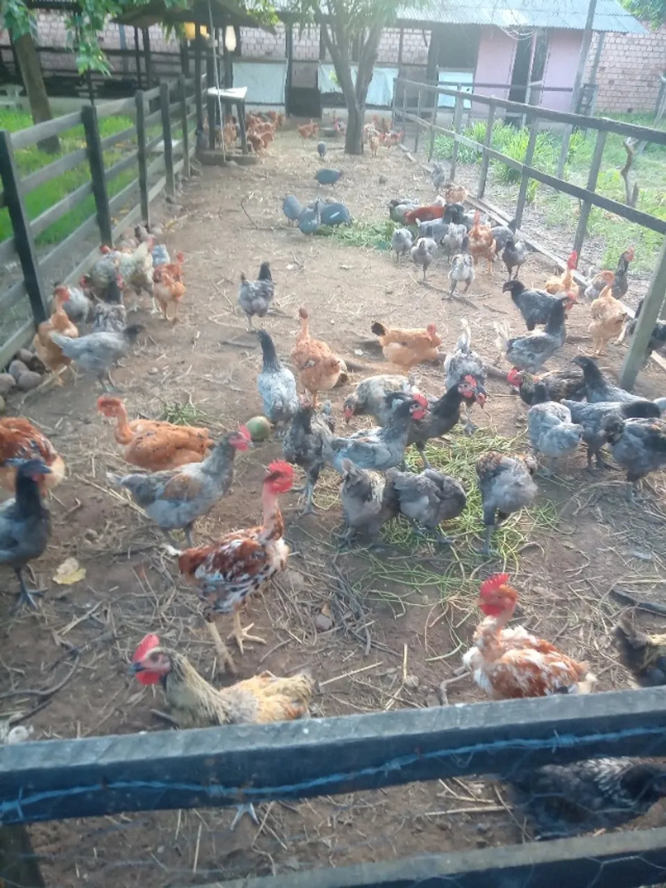 Galinhas e frangos 