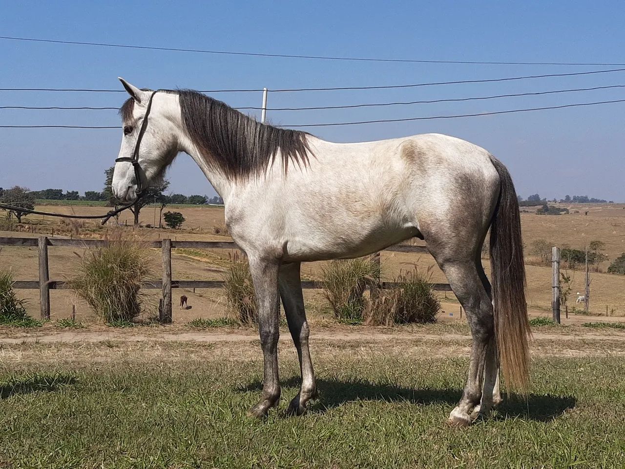 Cavalo Mangalarga Marchador Registrado  - Foto 2
