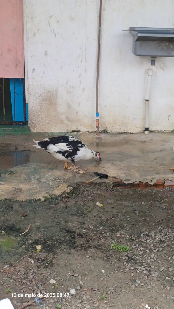 Patos para venda - Foto 2