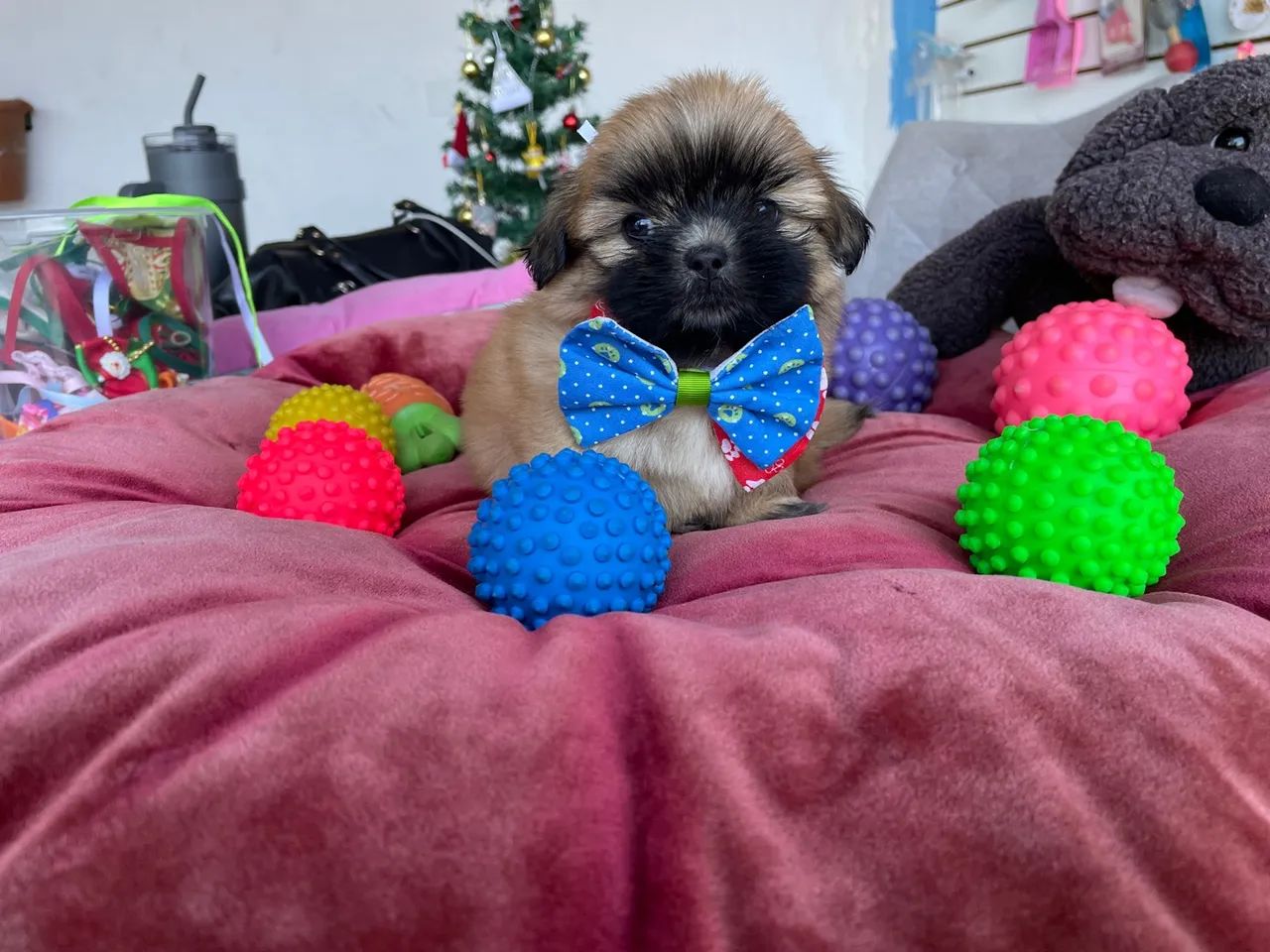 Shih  tzu macho dourado mini $980,00 - Foto 3