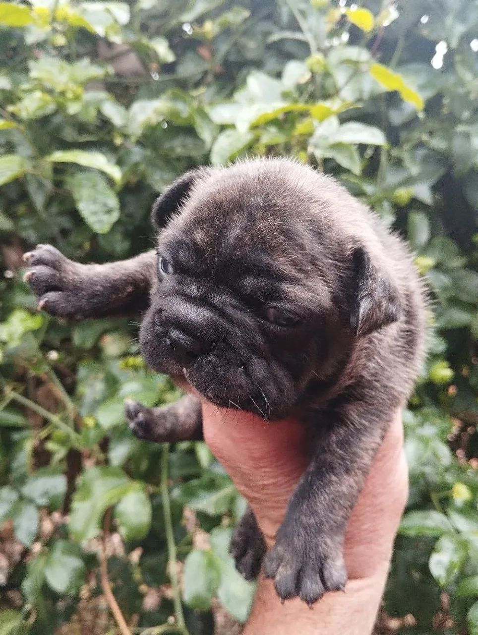 Filhote de Bulldog Francês - Foto 2