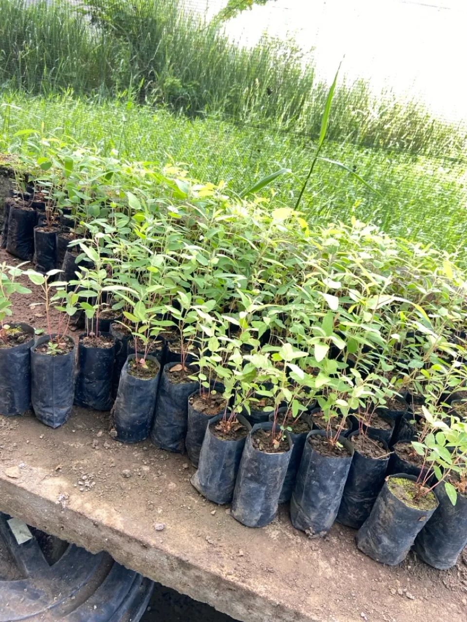 Muda de Eucalipto Citriodora (Cheiroso) - OPORTUNIDADE PLANTA - Foto 2