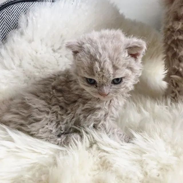 Selkirk Rex Filhote na Cor Cinza - Foto 3