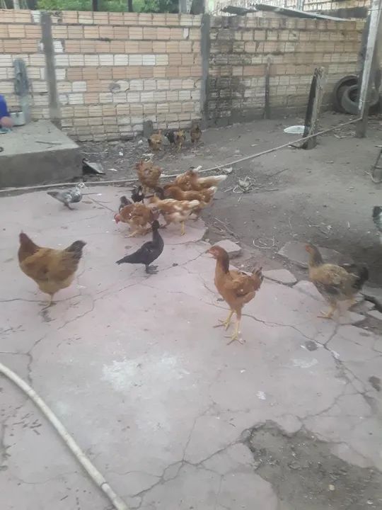 Vendo galinhas  caipira  - Foto 2