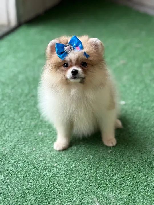 Fêmea de Lulu da pomerania minúscula  - Foto 2