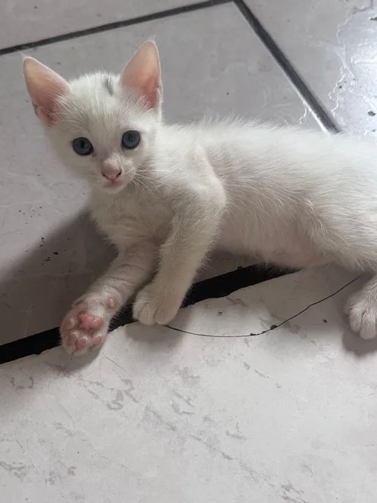 Gatinho fofo para adoção  - Foto 2