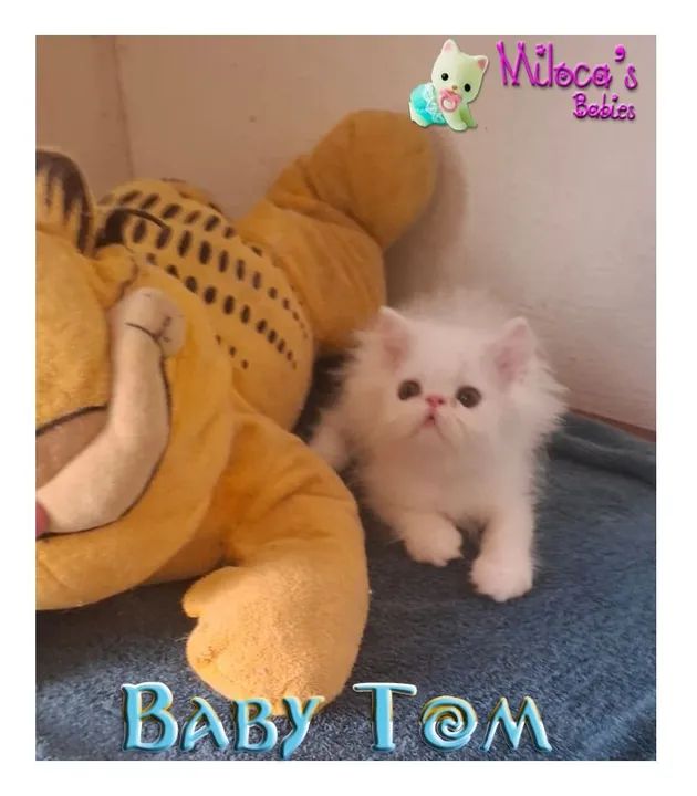 Gatinho Persa - Baby Tom Topshow macho com 2 meses  - Foto 6