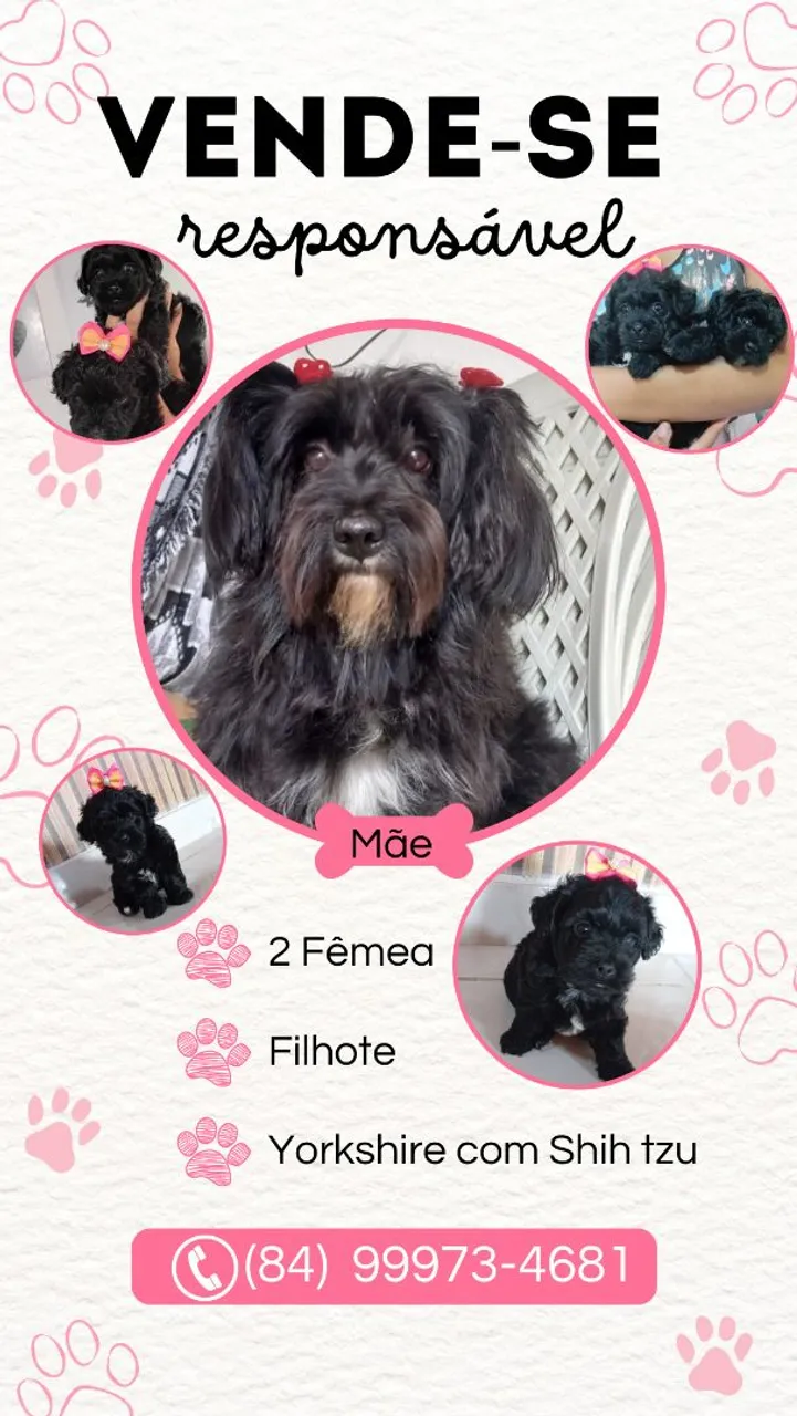 Filhotes de Yorkshire com Shih Tzu à venda