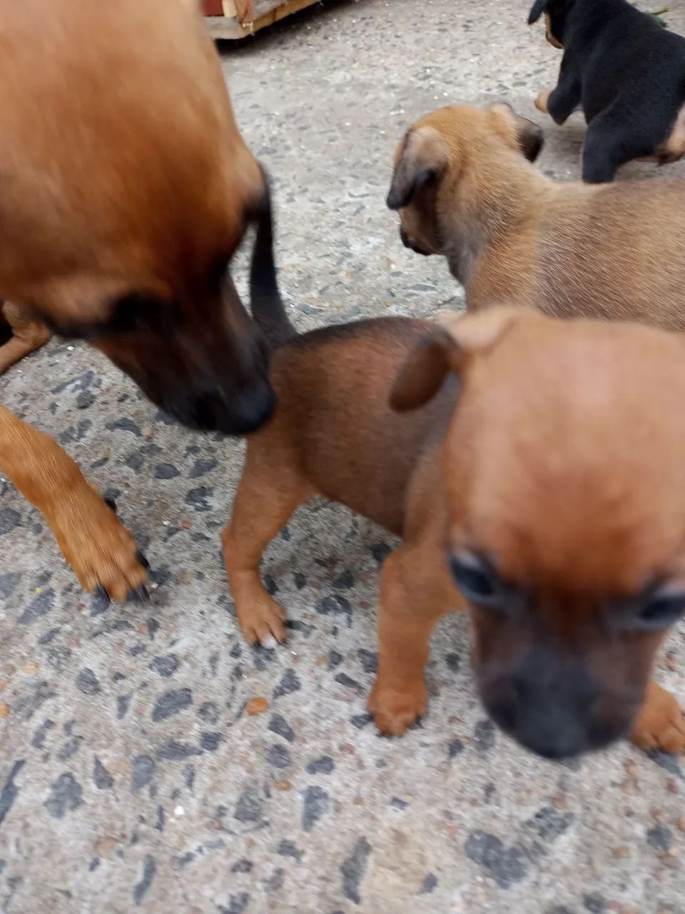 Filhotes de Pinscher macho