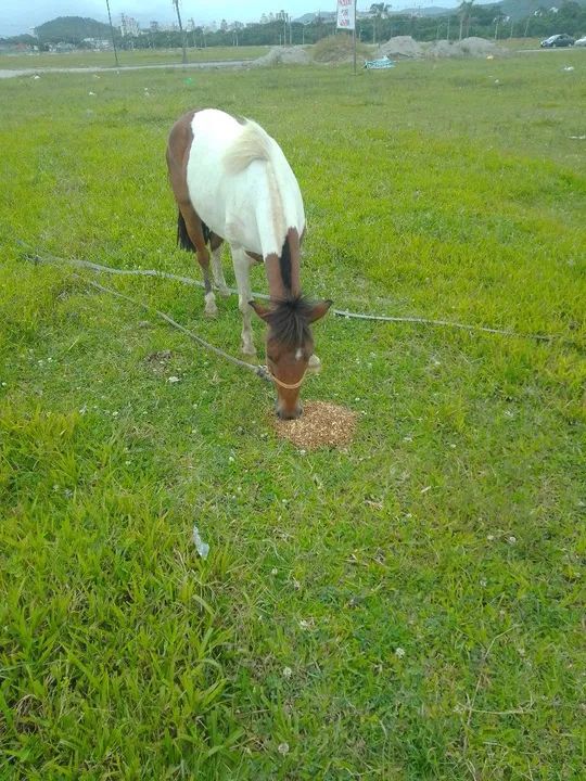 Pônei Tubiano  - Foto 2