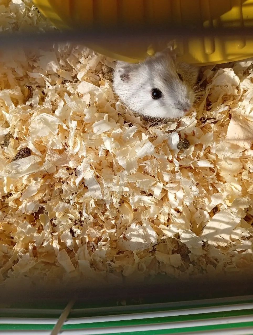 Hamster anão russo64672878202883122