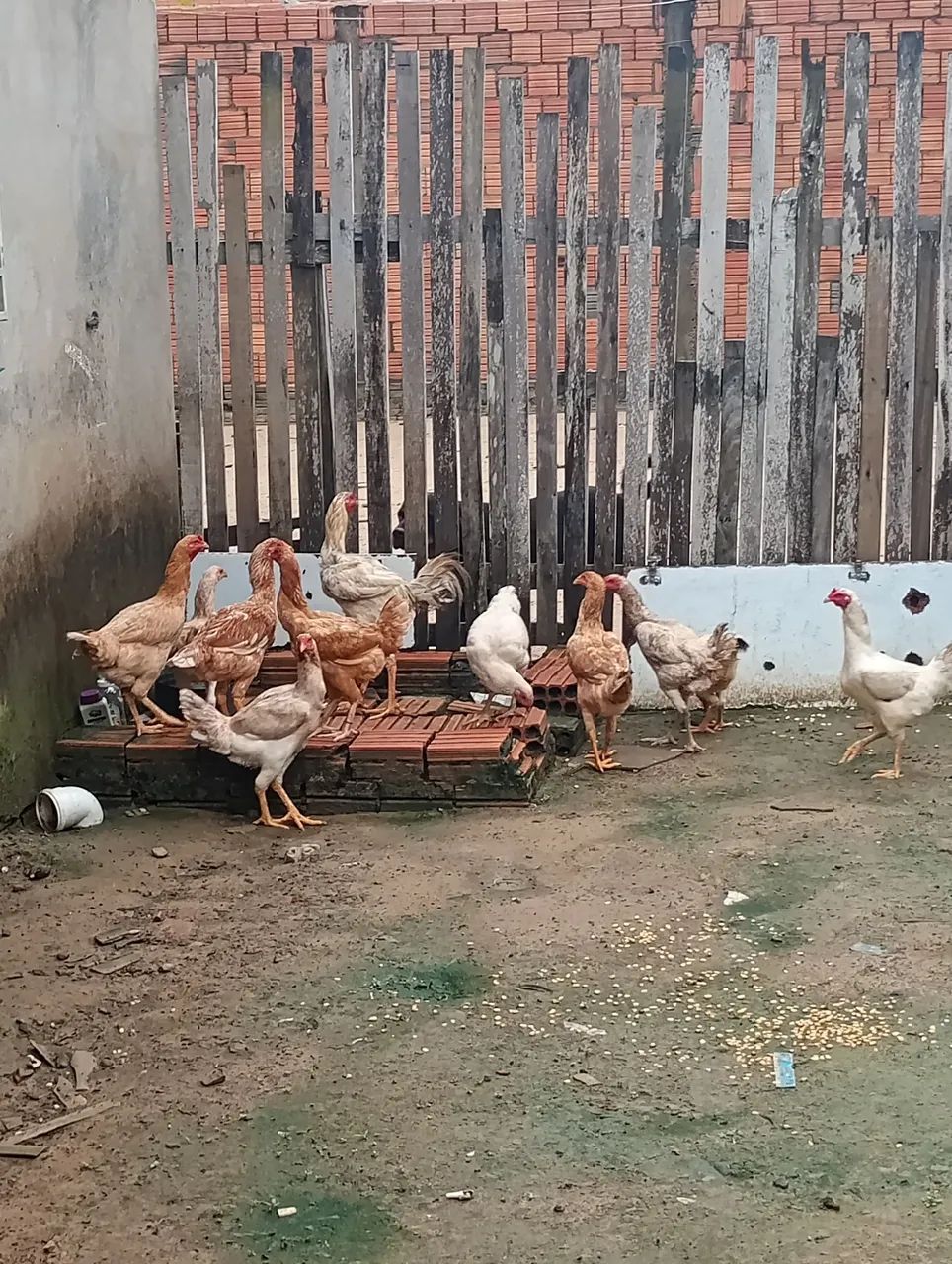 Para vender rápido 60.00 - Foto 6