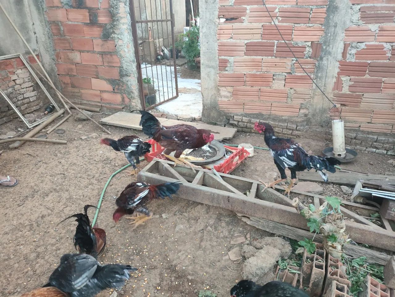 Galinhas, Frangos e Galos - Foto 3