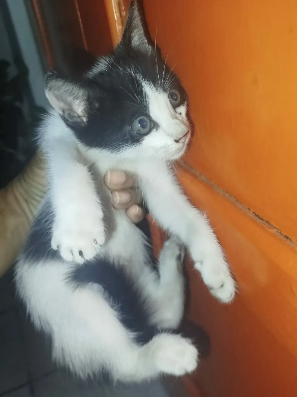Filhote macho para ADOÇÃO!