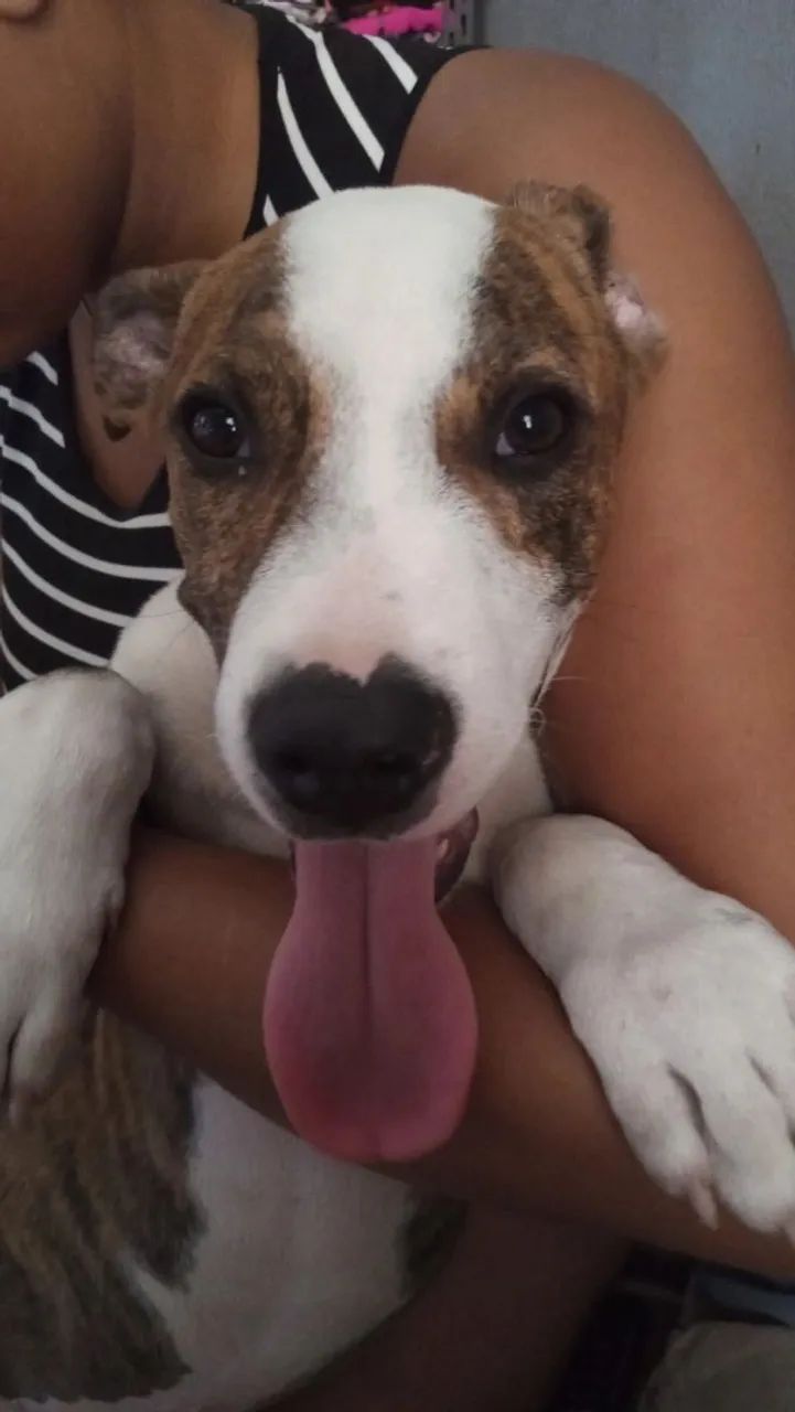 Filhote de Pitbull 4 meses 
