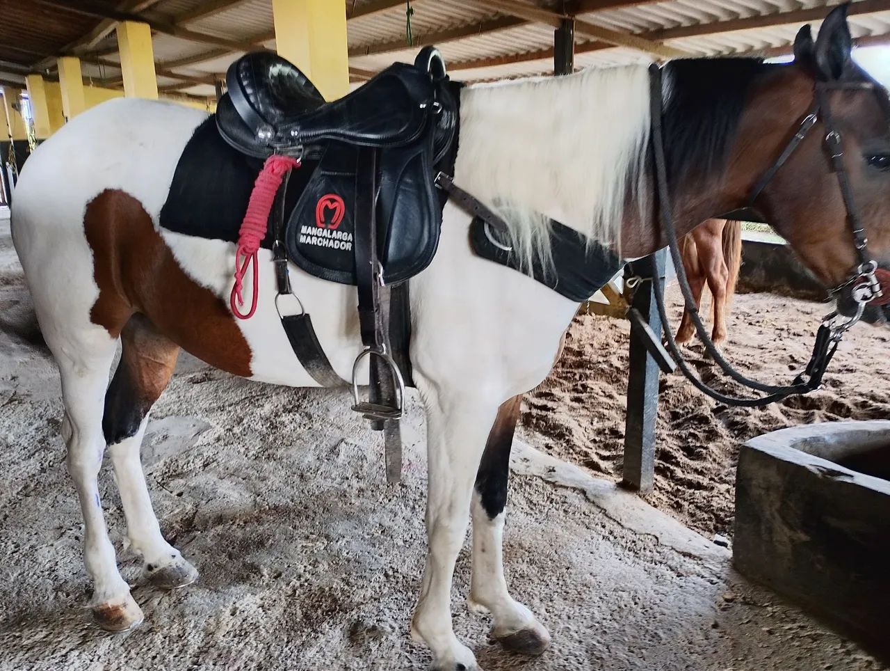 Cavalo  - Foto 3