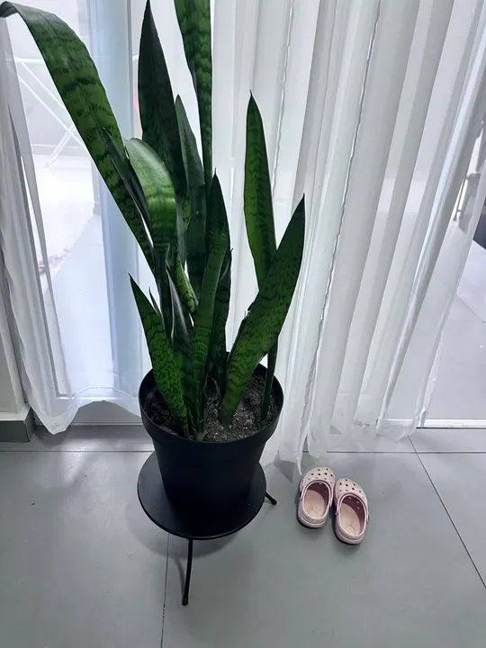 Plantas em vaso - Foto 2