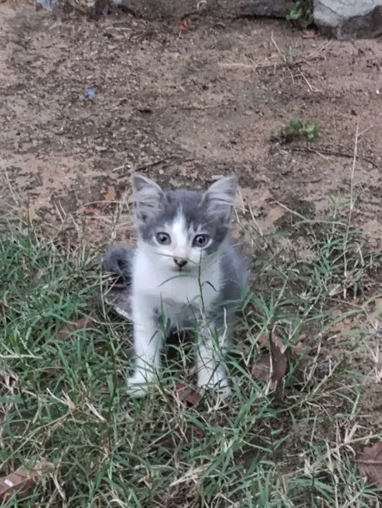 Mãezinha e filhotes disponíveis para Adoção Responsável  - Foto 3
