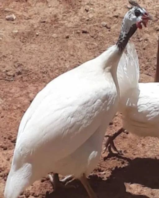 Galinha D'angola Branca - Linda e Saudável