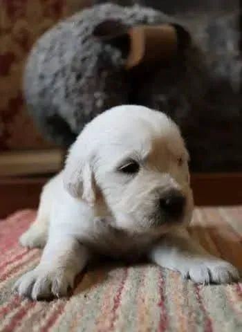 Filhote de Golden Retriever: seu novo companheiro de aventuras!