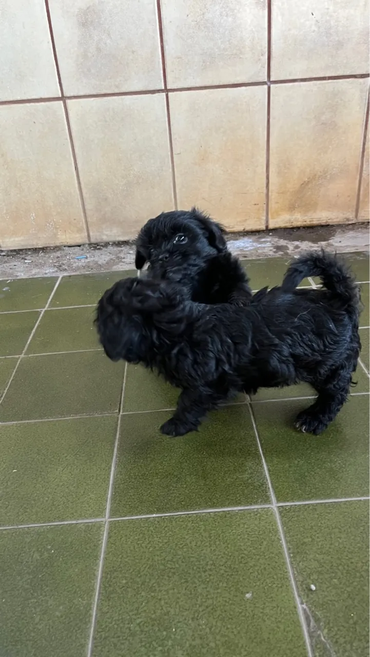 Filhotes de Shih Tzu macho