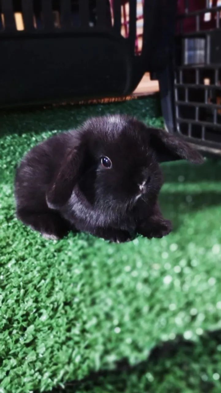 Mini Lop uruguaio 
