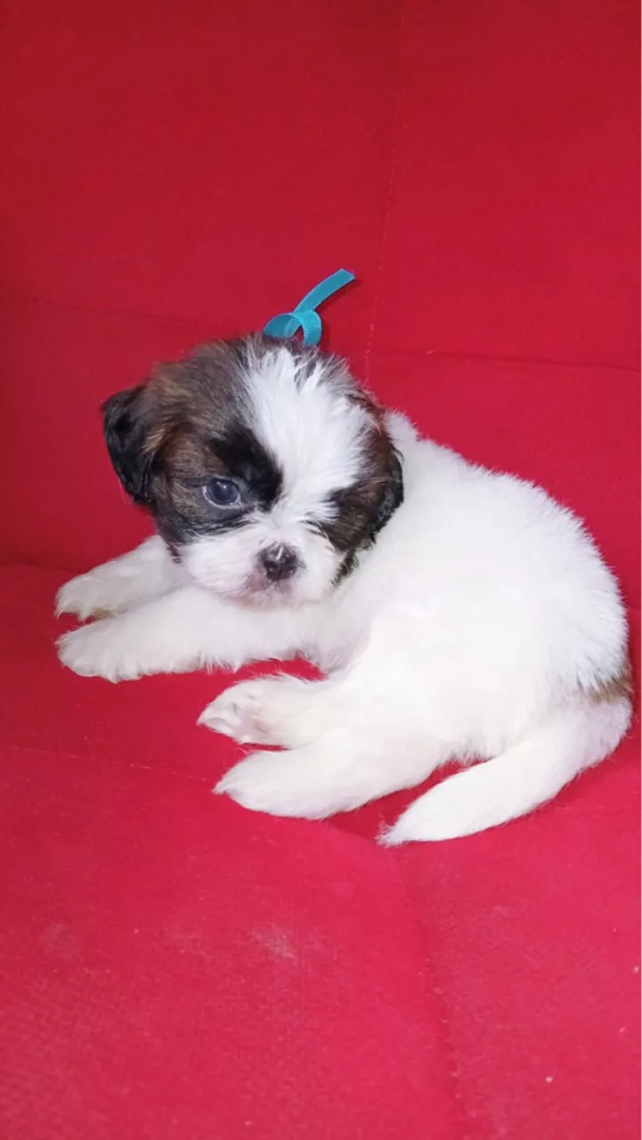 Filhote Shih Tzu Macho - Encantador e Fofo!