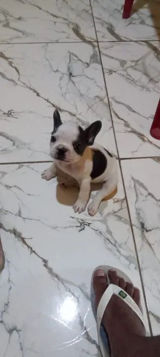 Buldog de procedência  - Foto 2