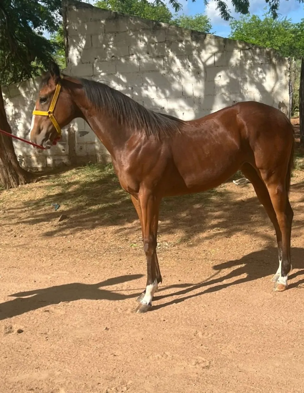 Cavalo puro sangue à venda
