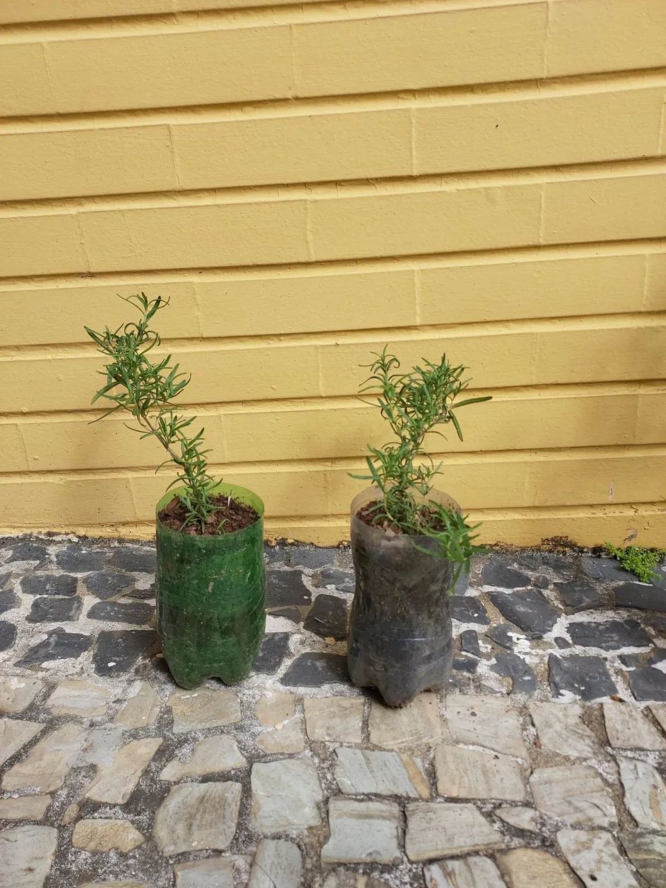 Mudas de alecrim 10,00 cada  - Foto 2