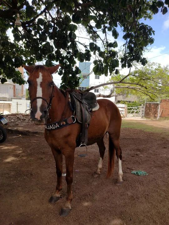 Égua de passada muito boa.. - Foto 2