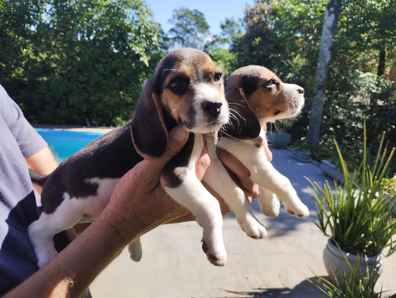 Três filhotes de Beagle