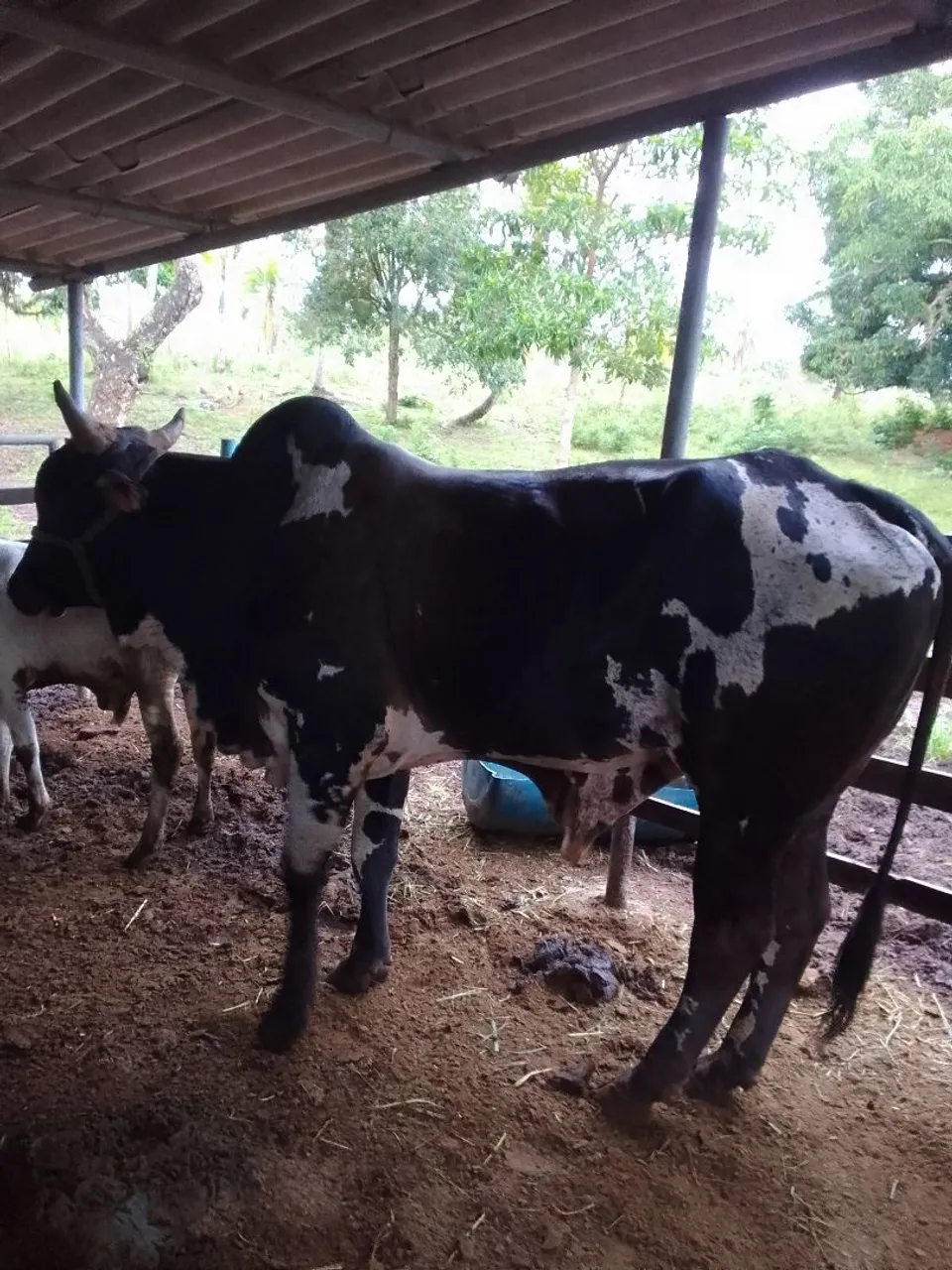 Vendo (02) vacas e (01) garrote