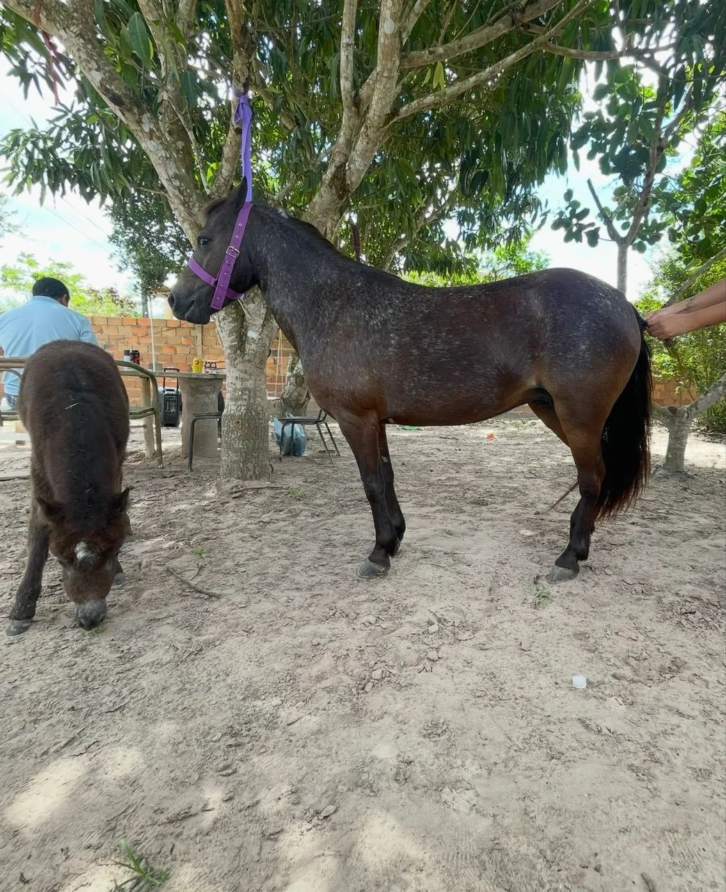 Pônei parida de fêmea com charrete nova - Foto 2