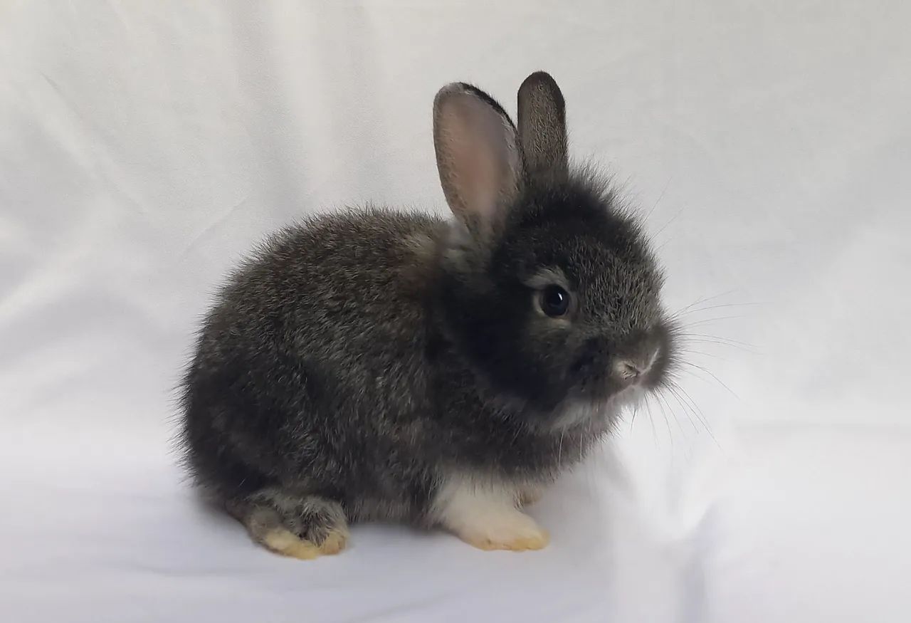 Filhotes de coelho à venda - Foto 2