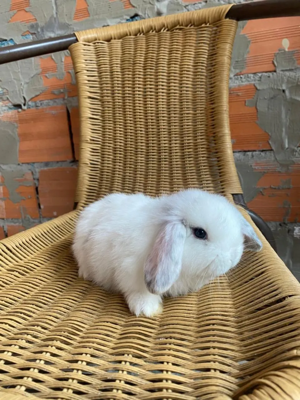 Coelho mini lop bebê