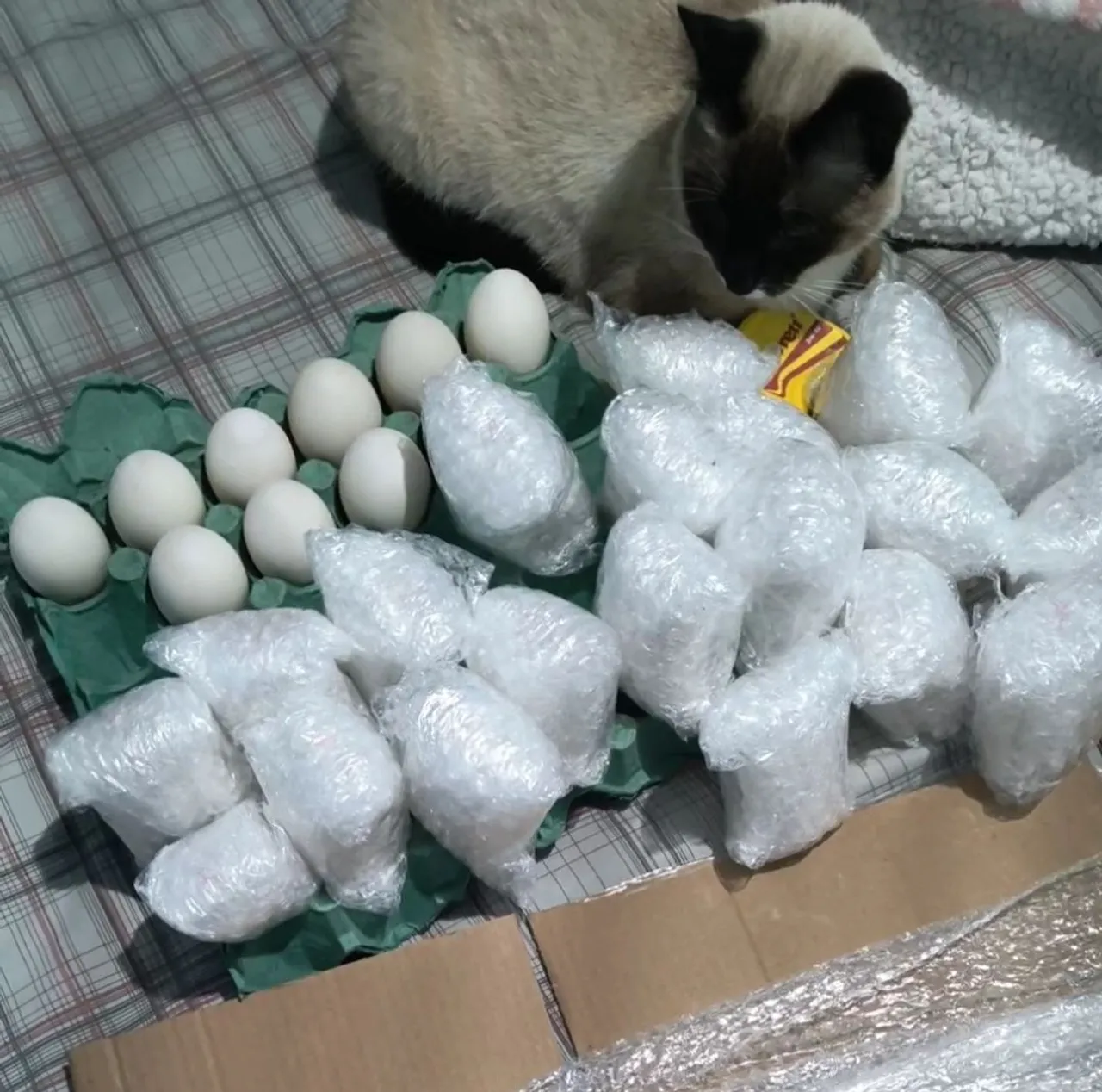 Ovos marrecos galinhas