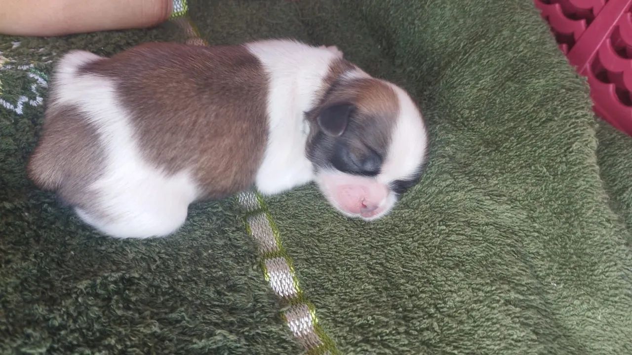 Filhote Shih Tzu  - Foto 4