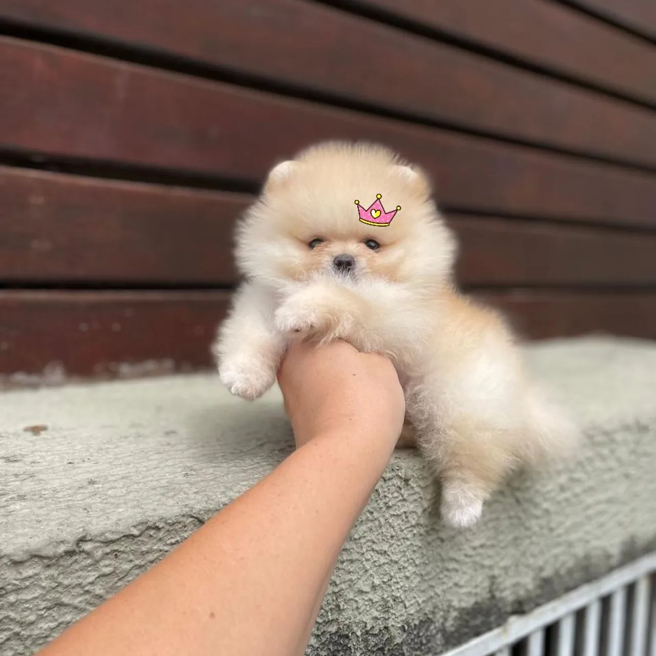 Ursinha Anã Maravilhosa Lulu da Pomerânia
