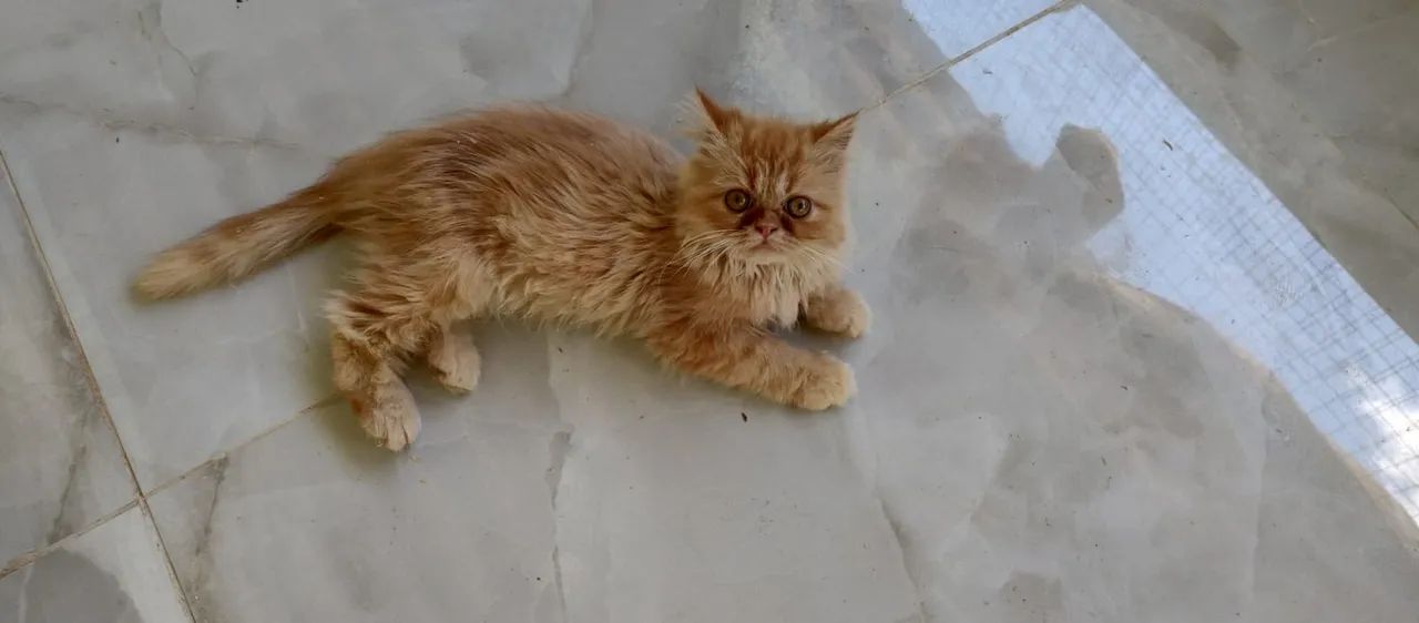 Vendo Gatinha persa 2 meses  - Foto 2