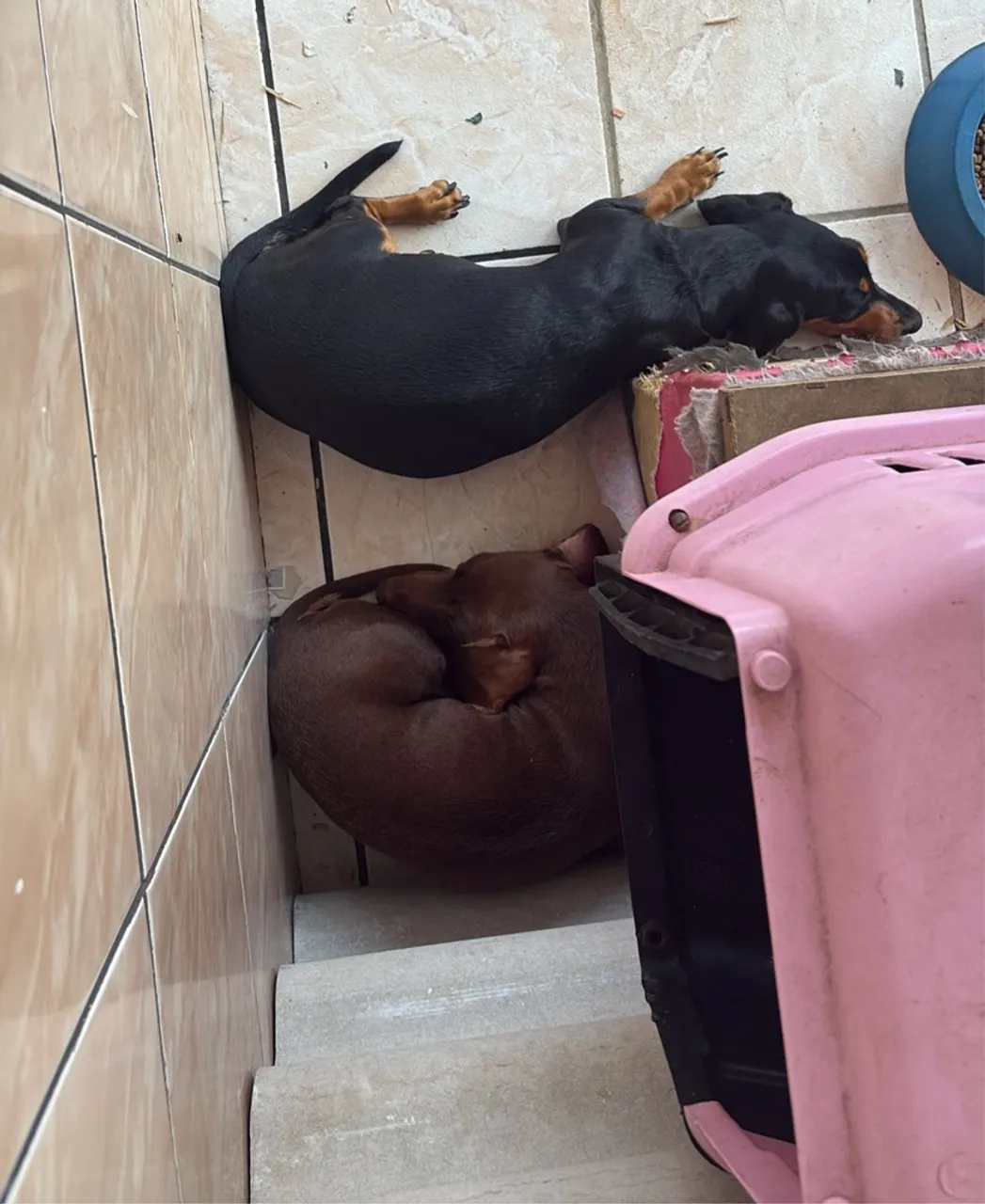 Vendo filhote de dachshund
