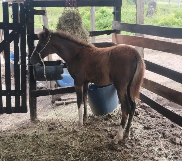 Cavalo Égua Potra Mangalarga Marchador