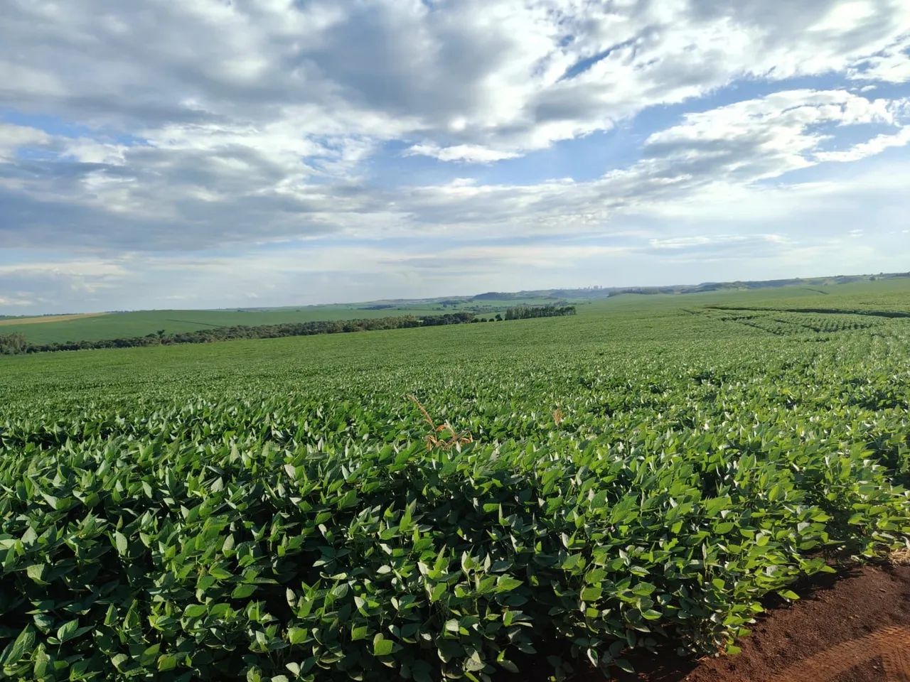 Fazenda 72 alqueiro planta 72  - Foto 2
