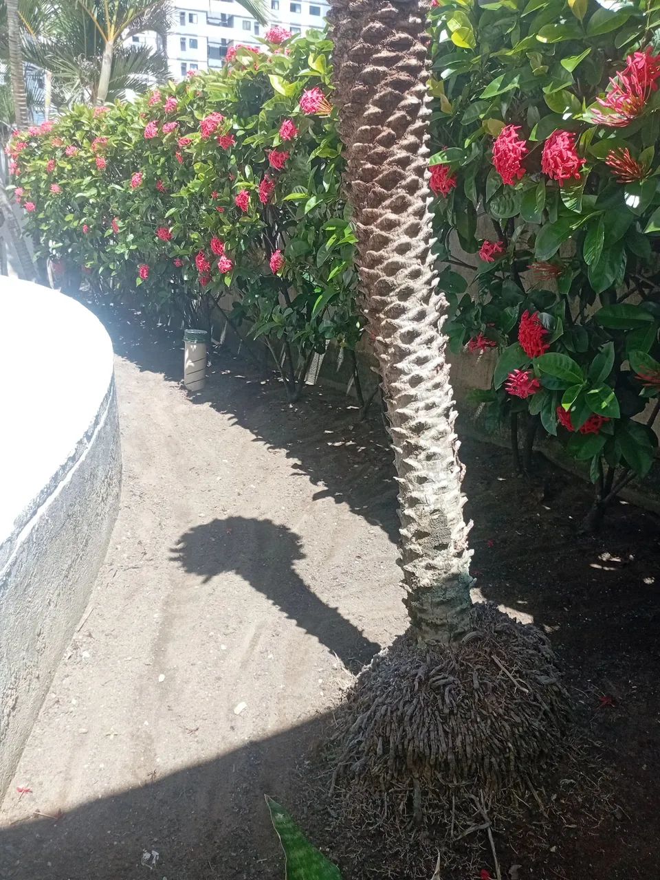 Jardineiro disponível  - Foto 6