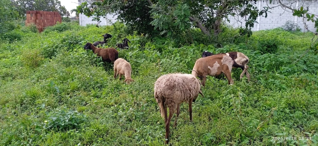 Ovelhas para criação