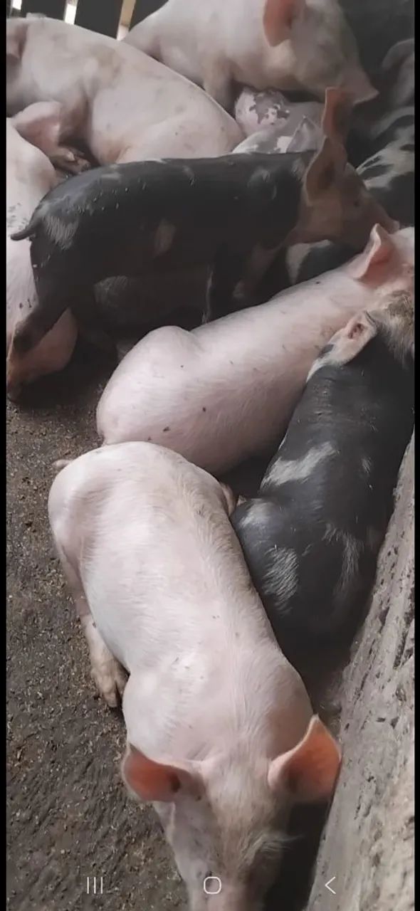 Vendo porco de raca - Foto 2